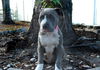 Sky the Grey-Blue Puppy