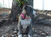 Sky the Grey-Blue Puppy
