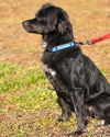 Vincent the Flat Coat Spaniel
