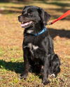 Vincent the Flat Coat Spaniel