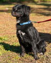 Vincent the Flat Coat Spaniel