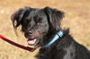 Vincent the Flat Coat Spaniel