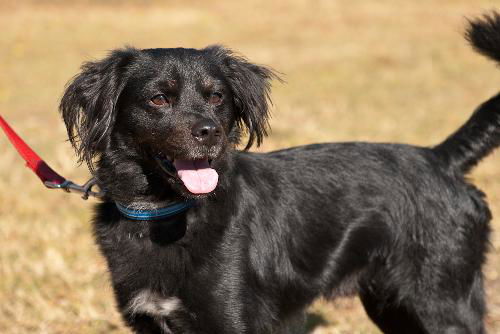 Vincent the Flat Coat Spaniel