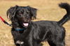 Vincent the Flat Coat Spaniel