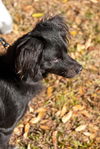 Vincent the Flat Coat Spaniel