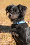 Vincent the Flat Coat Spaniel