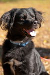 Vincent the Flat Coat Spaniel