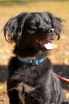 Vincent the Flat Coat Spaniel