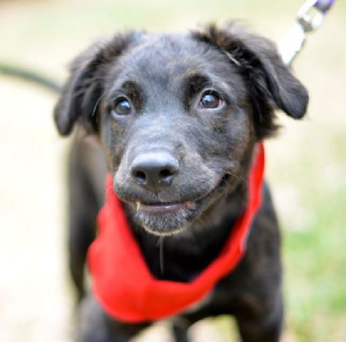 Howey the Lab Puppy