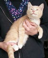 Magoo the Smiling Kitten