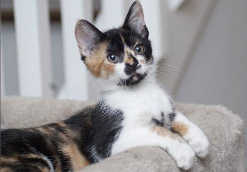 Babushka the Calico Kitten