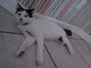 Berkley the Spotted Cat