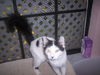 Berkley the Spotted Cat