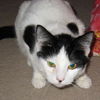 Elitchi the LoveBug
