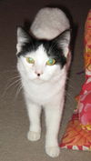 Elitchi the LoveBug