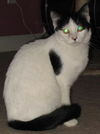 Elitchi the LoveBug
