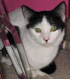 Elitchi the LoveBug