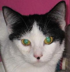 Elitchi the LoveBug