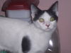 Elitchi the LoveBug