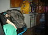Bernice the Affectionate