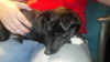 Tucker the Special Needs Chi/Doxi