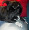 Tucker the Special Needs Chi/Doxi