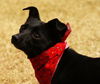 Tucker the Special Needs Chi/Doxi