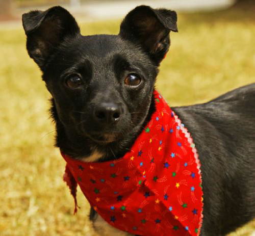 Tucker the Special Needs Chi/Doxi