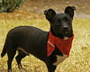 Tucker the Special Needs Chi/Doxi
