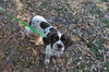 Candy the Cocker Spaniel