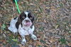 Candy the Cocker Spaniel