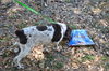 Candy the Cocker Spaniel