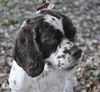 Candy the Cocker Spaniel