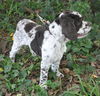 Candy the Cocker Spaniel