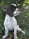 Candy the Cocker Spaniel