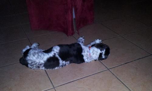 Candy the Cocker Spaniel