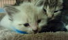 Beckham the Gentle Kitten