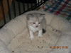 Beckham the Gentle Kitten