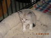 Beckham the Gentle Kitten