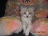 Beckham the Gentle Kitten
