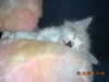 Beckham the Gentle Kitten