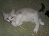 Beckham the Gentle Kitten