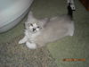 Beckham the Gentle Kitten