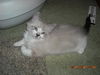 Beckham the Gentle Kitten