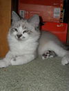 Beckham the Gentle Kitten