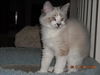 Beckham the Gentle Kitten