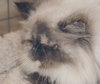 Precious the Pure Bred Himalayan
