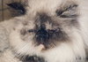 Precious the Pure Bred Himalayan