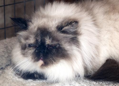 Precious the Pure Bred Himalayan