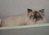 Precious the Pure Bred Himalayan